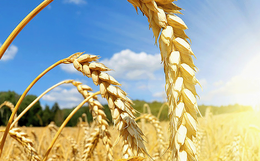 Feld von Futtergetreide Gerste