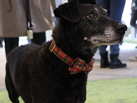 Der Hund Bari war auch bei der Einweihungsfeier des Zubaus in Leibnitz dabei.